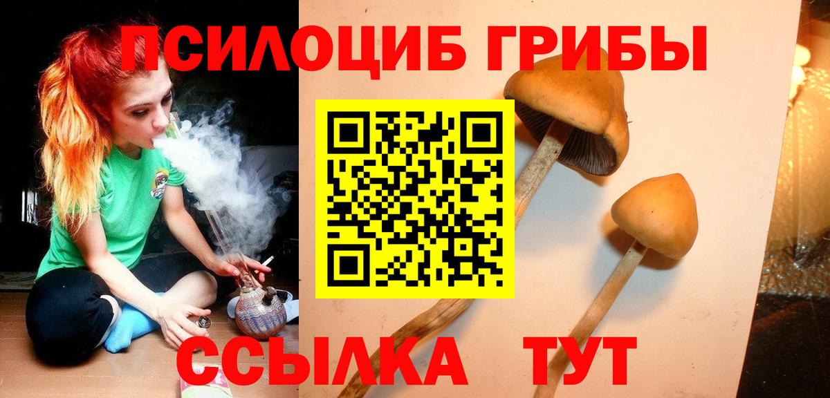 Галлюциногенные грибы Psilocybe Балашов
