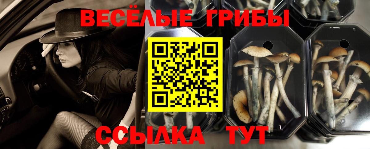 Псилоцибиновые грибы GOLDEN TEACHER  Вход с VPN  Балашов 